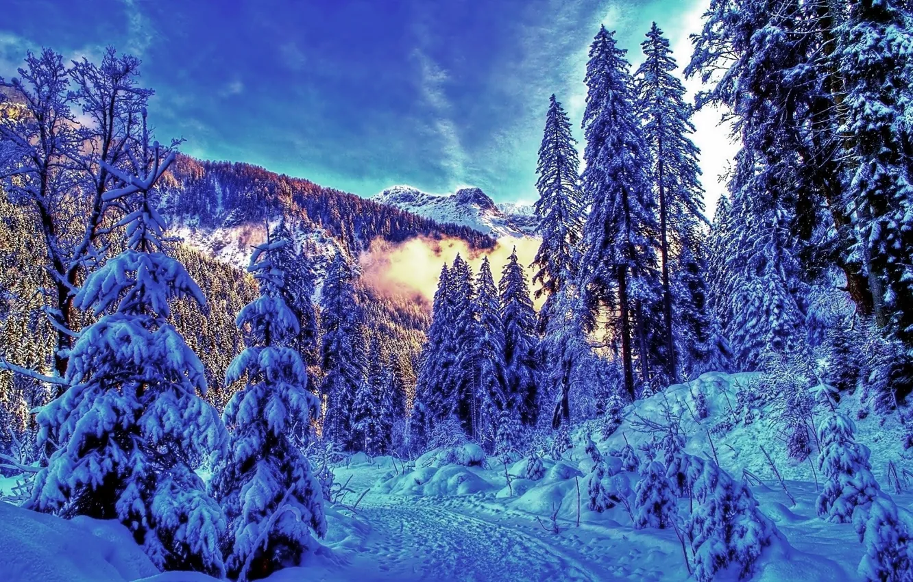 Photo wallpaper forest, winter, snow, Mountains