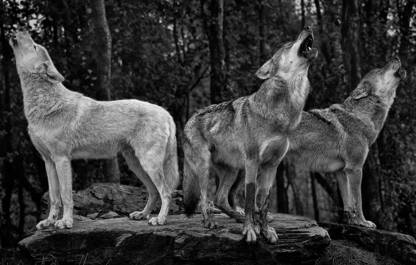 Photo wallpaper Predator, nature, snow, face, animal, wolf, wolves, canis lupus