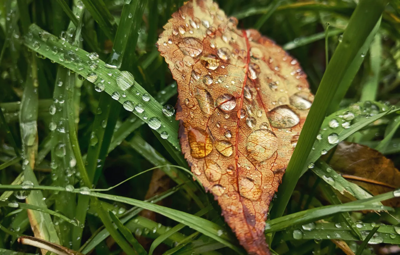 Photo wallpaper autumn, grass, leaves, drops, macro, sheet, rain, mood