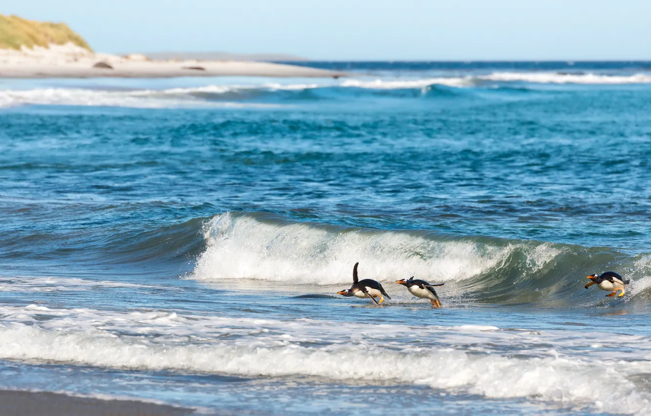 Photo wallpaper sea, wave, penguins, bathing