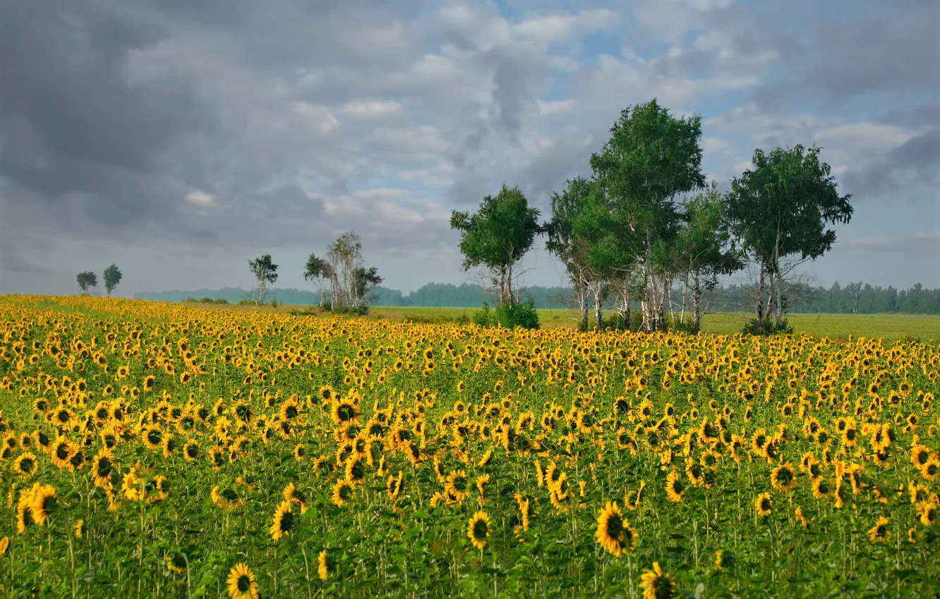 Photo wallpaper field, summer, trees, sunflowers, flowers