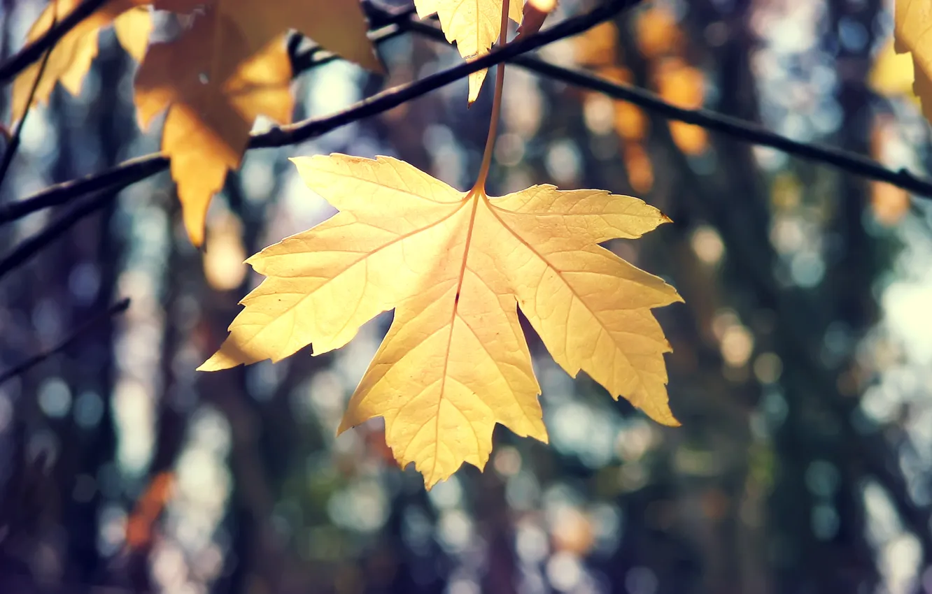 Photo wallpaper autumn, macro, branches, nature, sheet, maple
