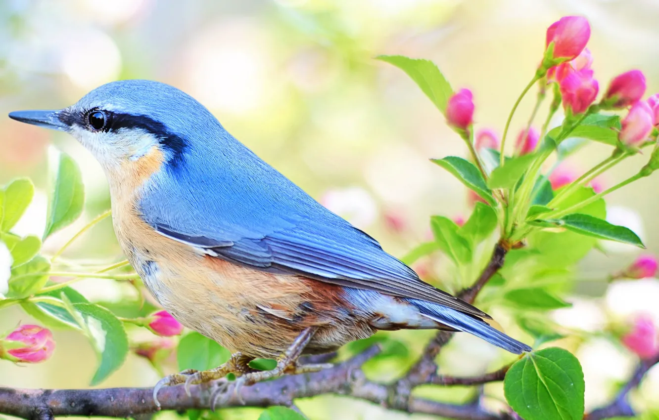 Photo wallpaper flower, macro, nature, bird, branch, spring, beak, garden