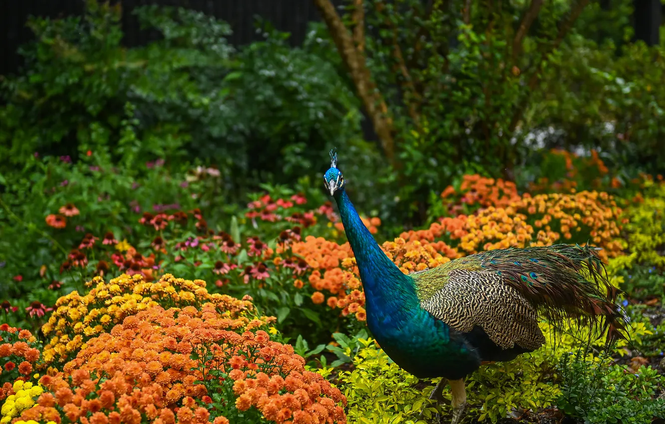 Photo wallpaper flowerbed, flowers, Park, garden, trees, peacock, bird, summer