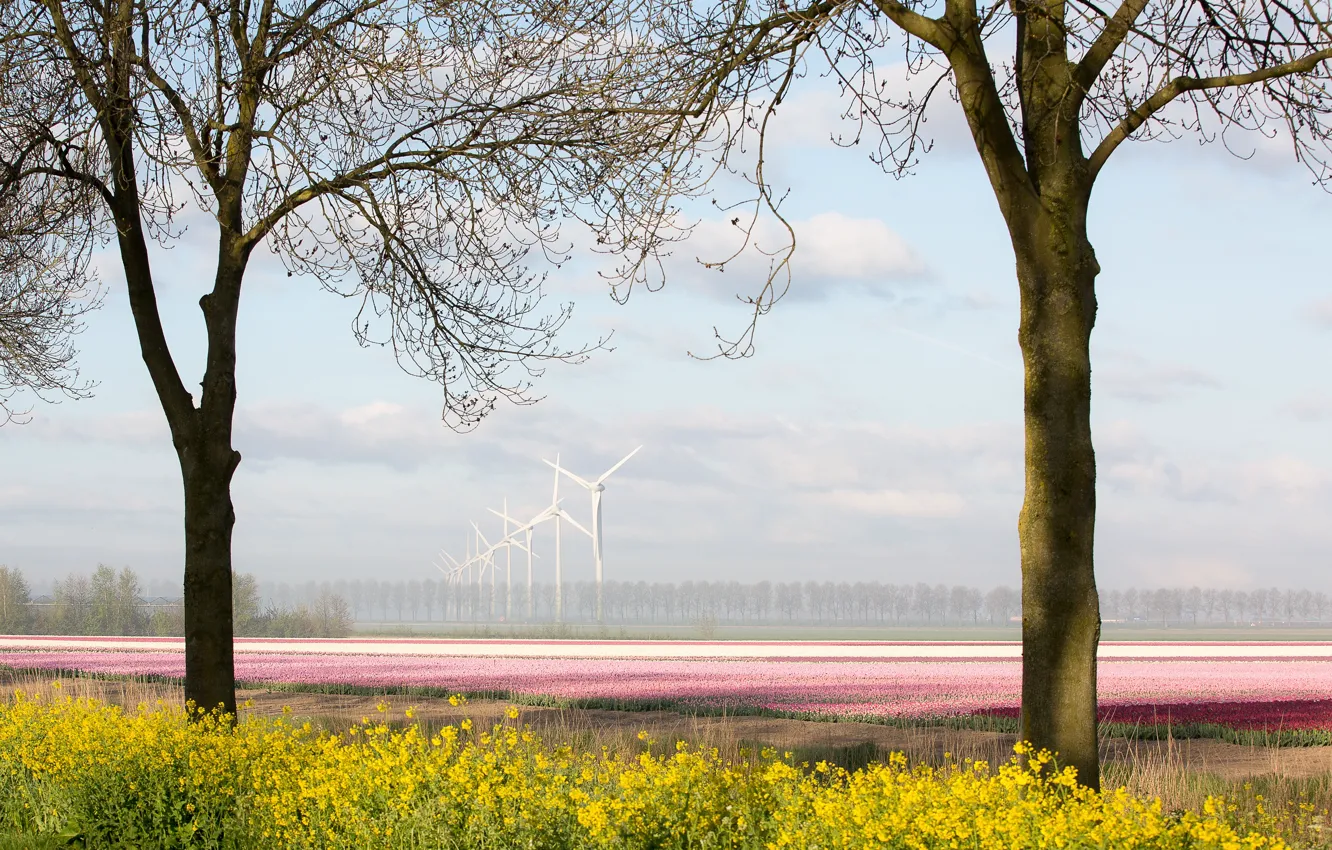 Photo wallpaper the sky, flowers, yellow, windmills, rape, rapeseed field
