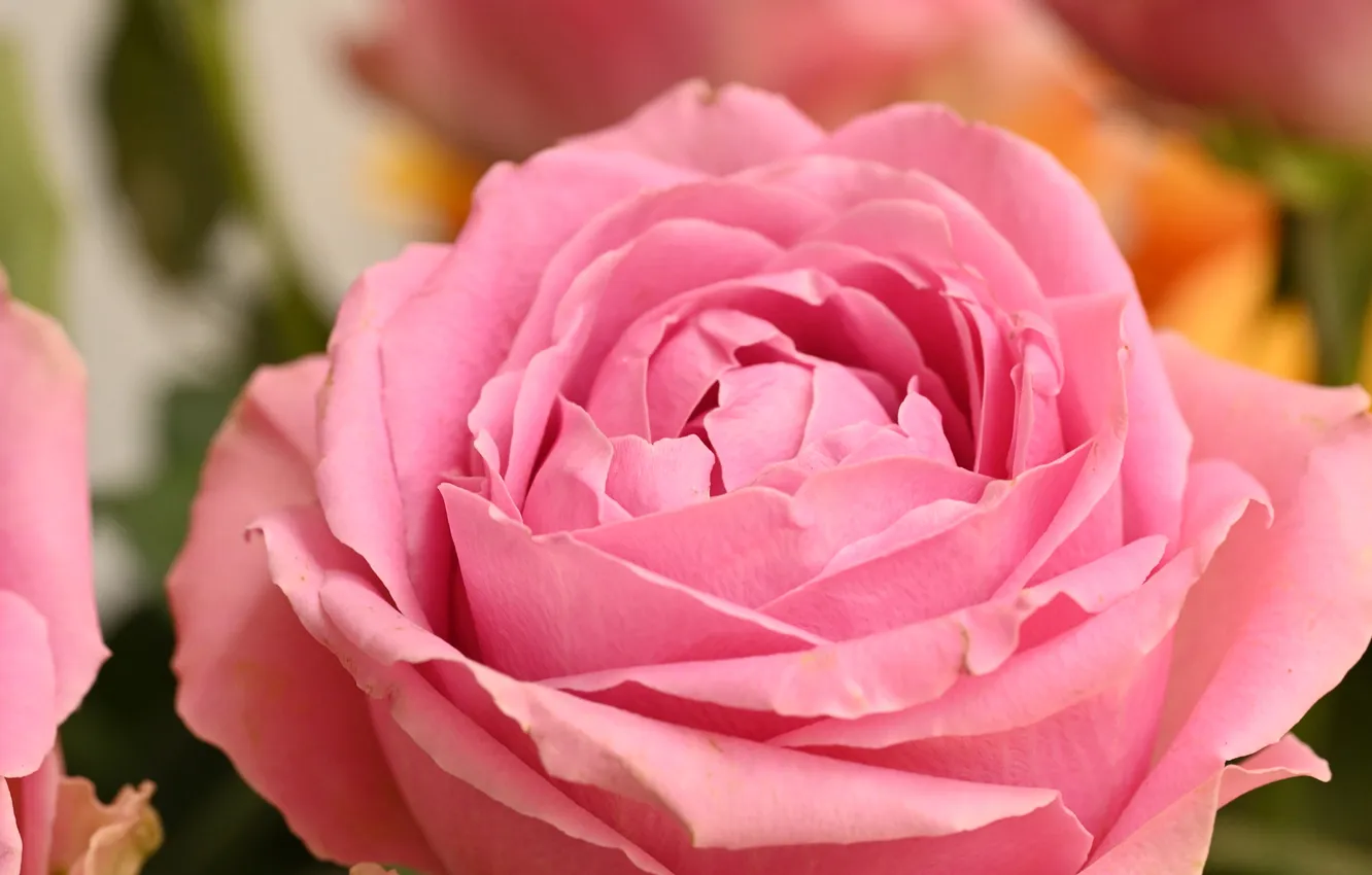 Photo wallpaper macro, flowers, roses, petals, pink