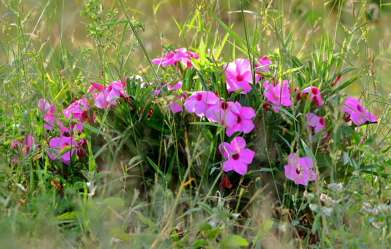 Photo wallpaper grass, pink, Balsam