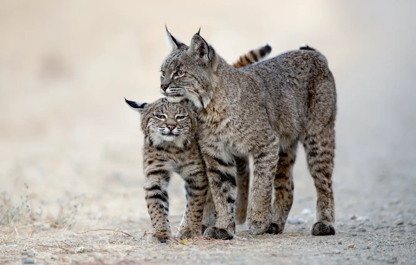 Photo wallpaper background, cub, lynx, wild cat