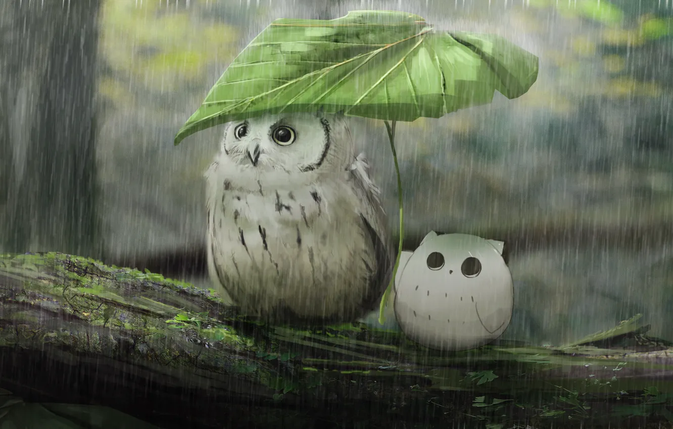 Photo wallpaper rain, owl, leaf, owlet, hide