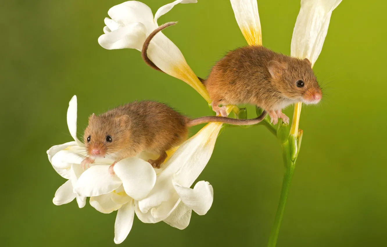 Photo wallpaper flowers, mouse, baby