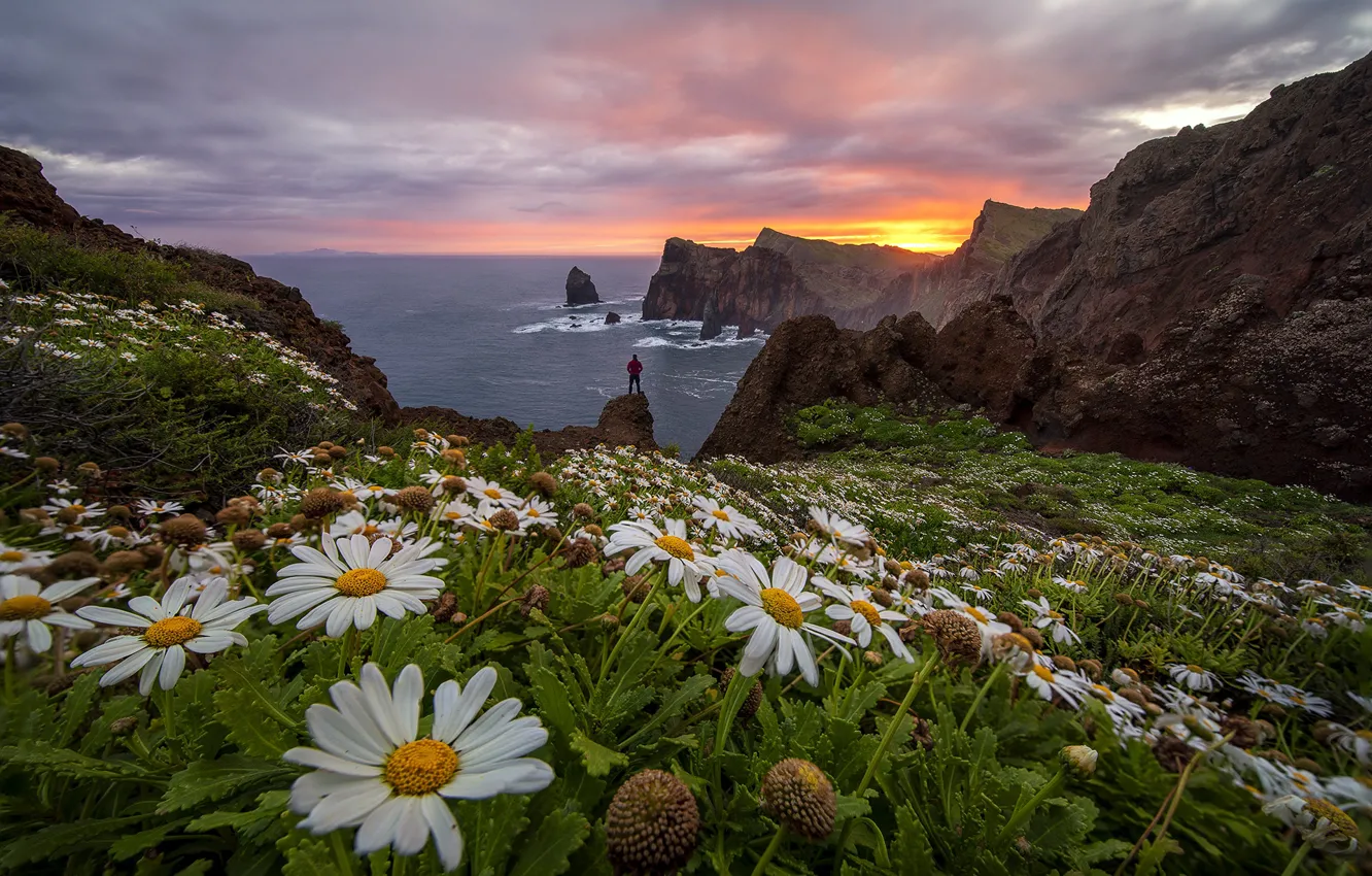 Photo wallpaper sea, flowers, rocks, shore, people, chamomile, pond
