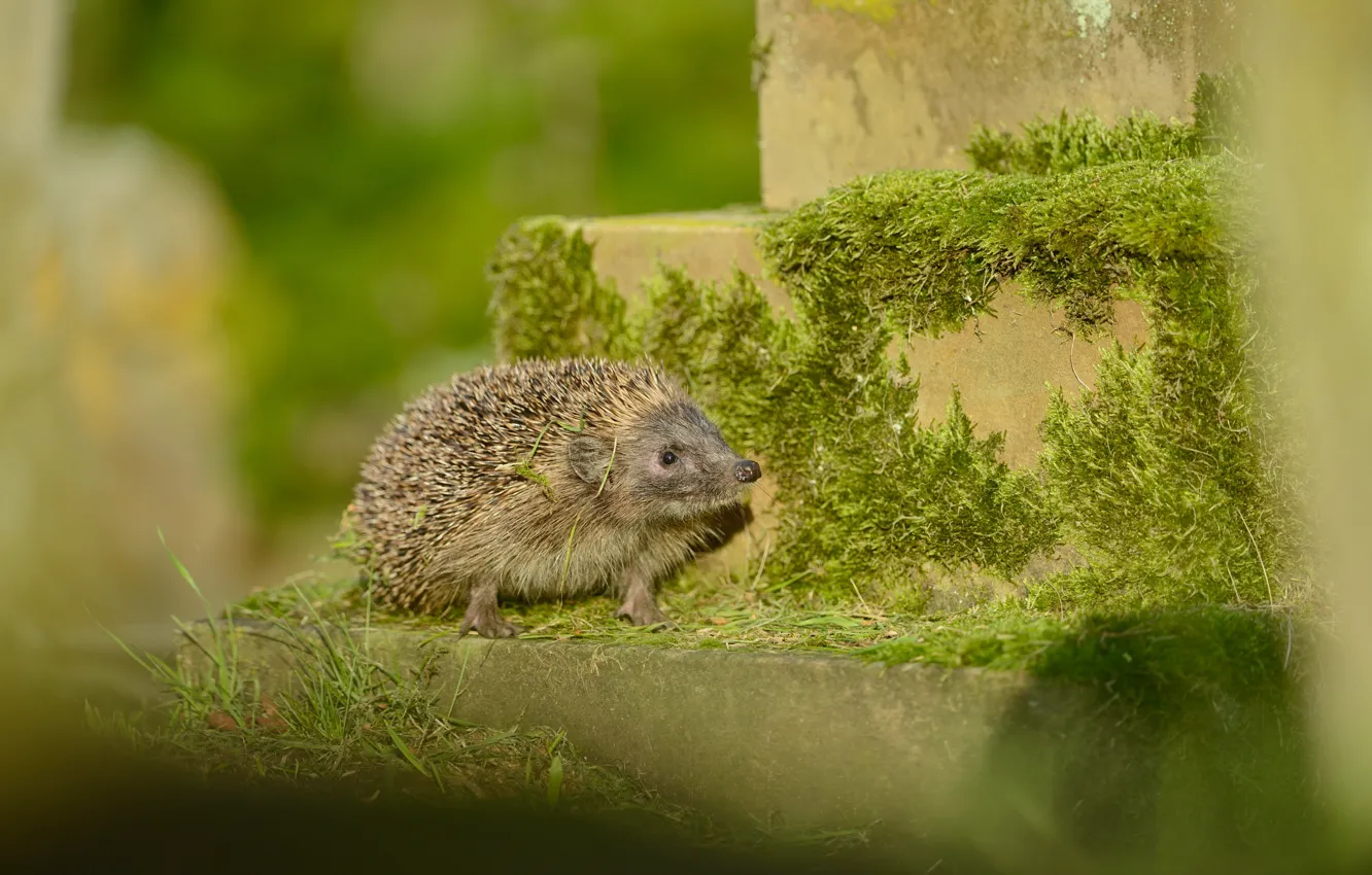Photo wallpaper greens, look, light, nature, moss, muzzle, stage, hedgehog