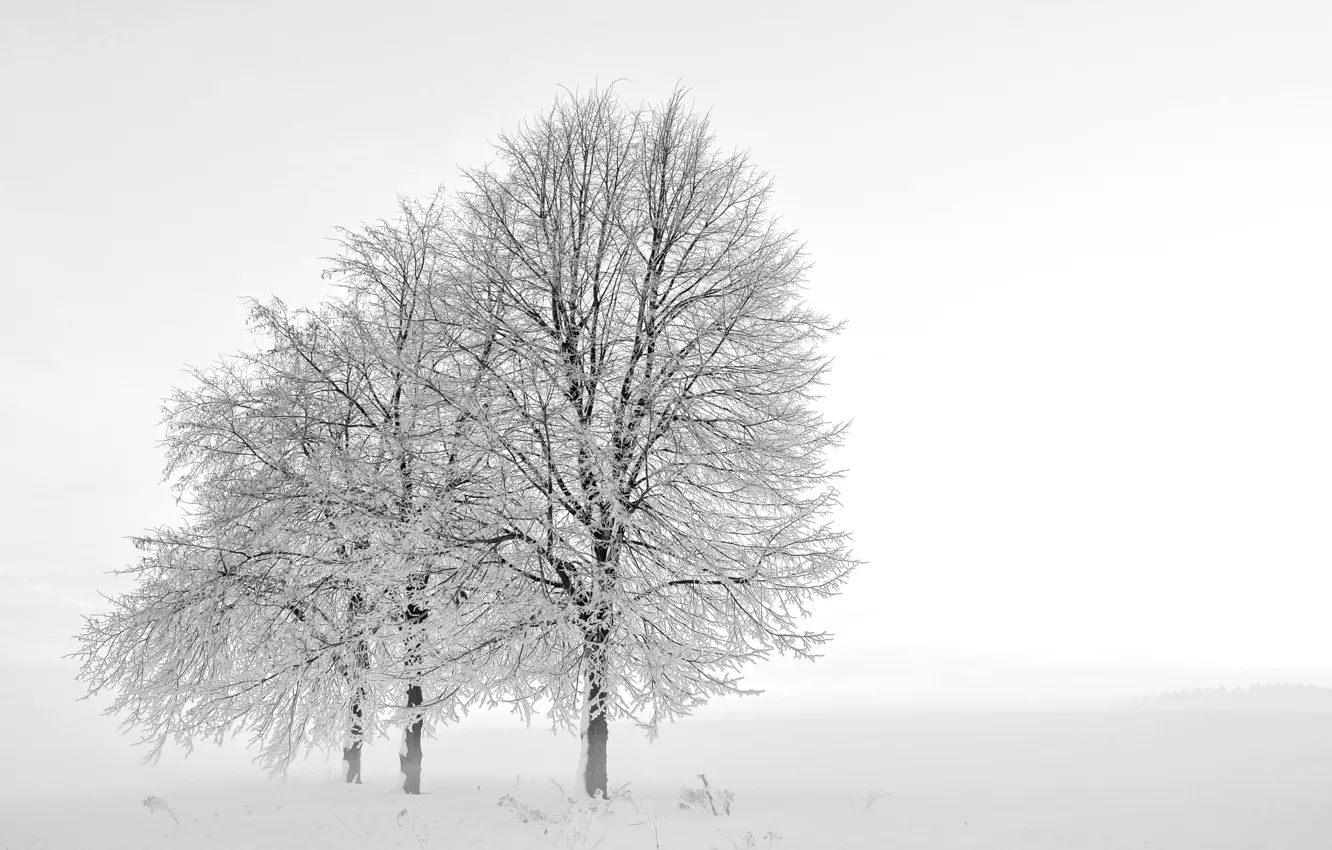 Photo wallpaper winter, snow, trees, fog
