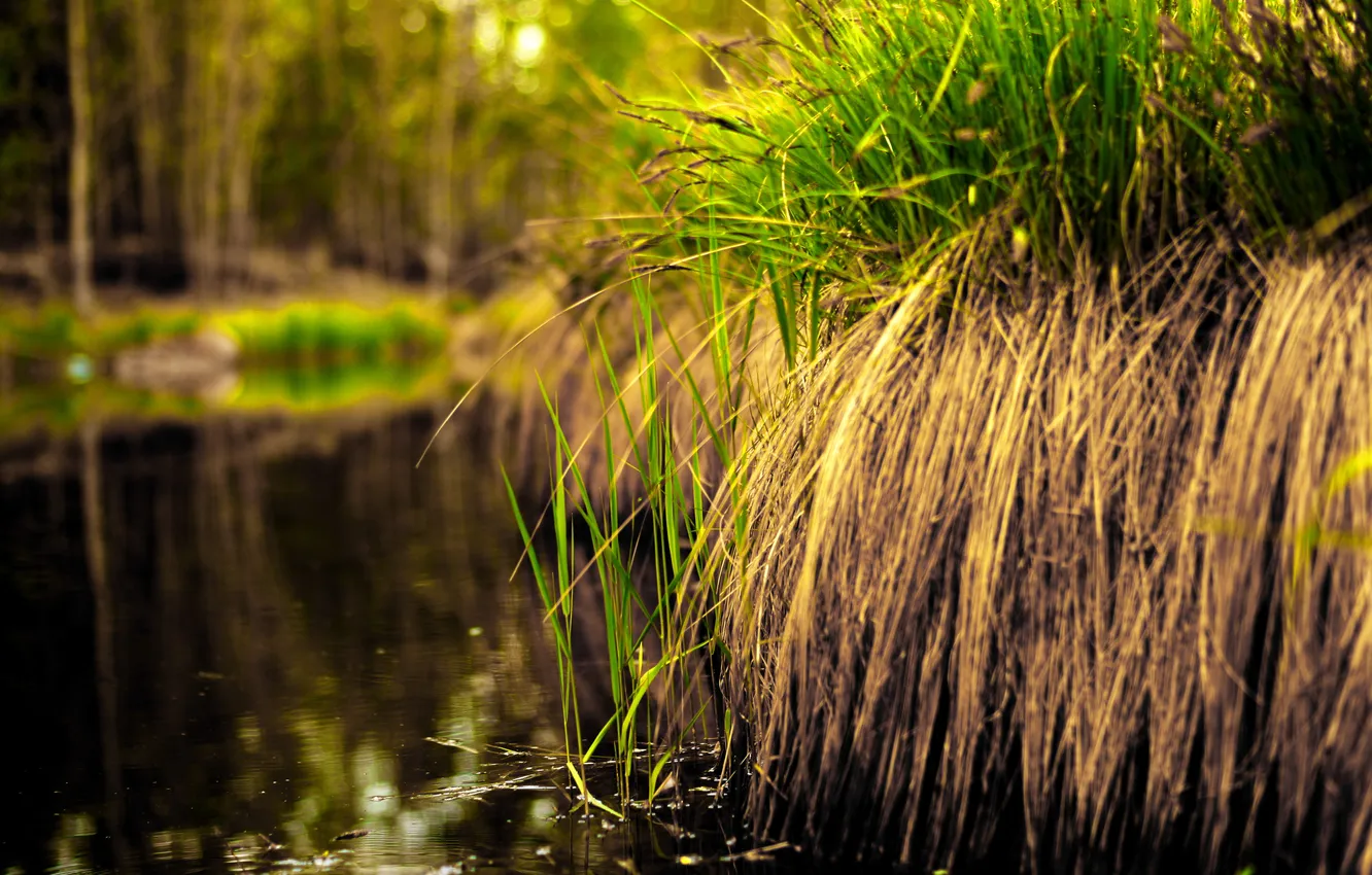 Photo wallpaper grass, water, swamp