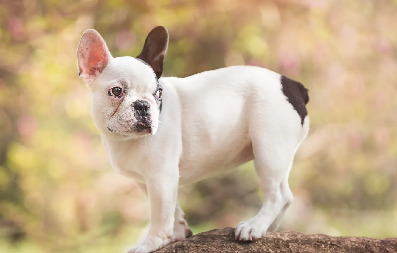 Photo wallpaper look, each, dog