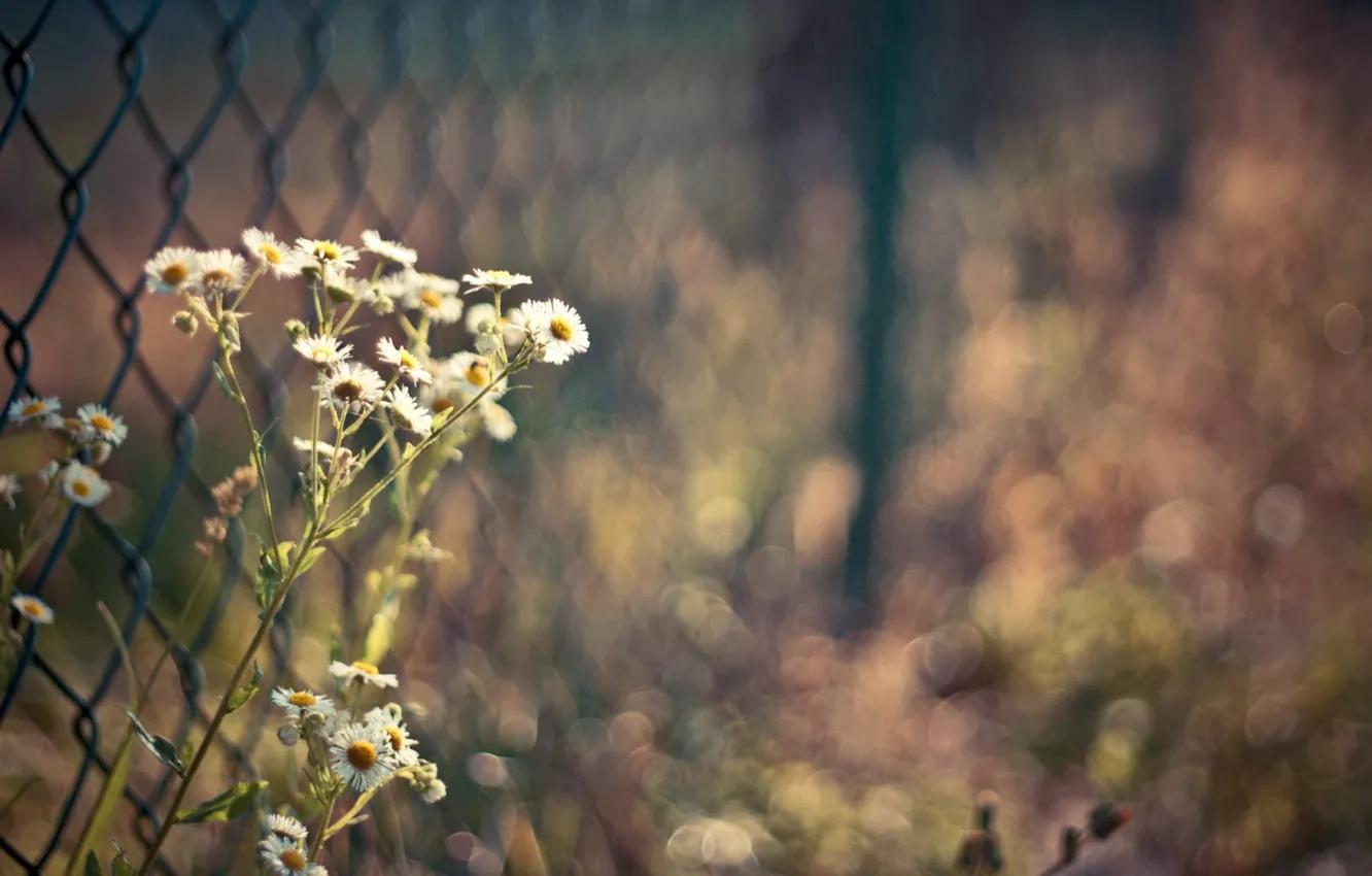 Photo wallpaper flowers, the fence, chamomile, bokeh