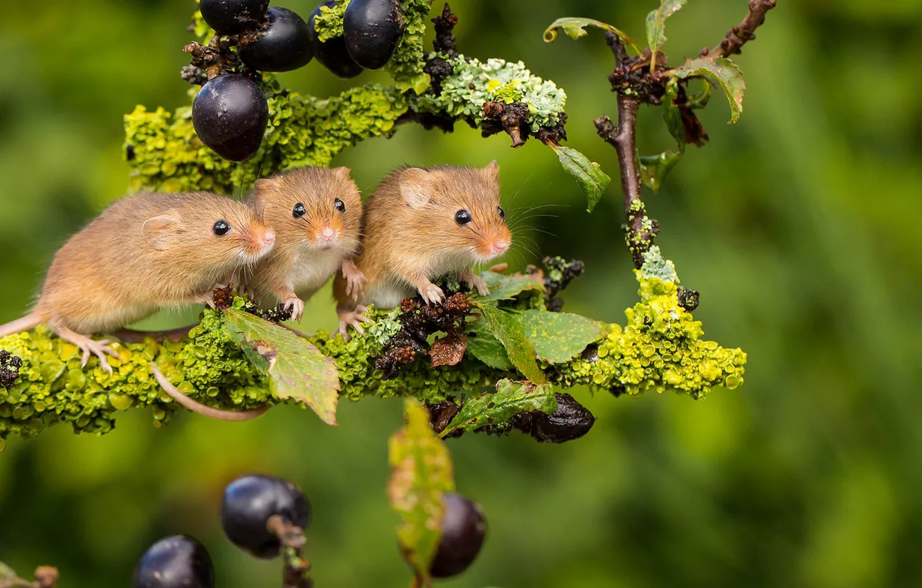 Photo wallpaper branches, background, mouse, trio, Trinity, Harvest Mouse, The mouse is tiny