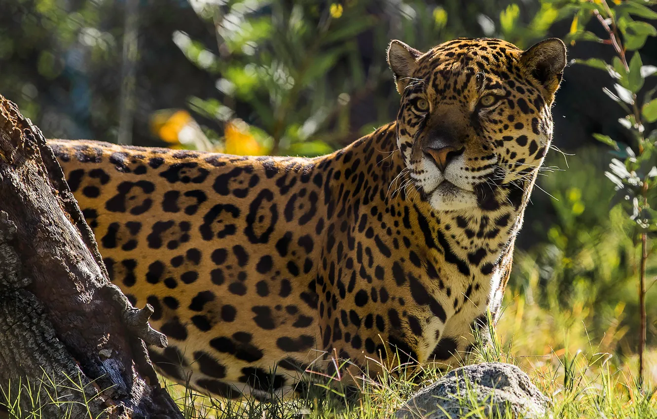 Photo wallpaper Jaguar, wild cat, handsome