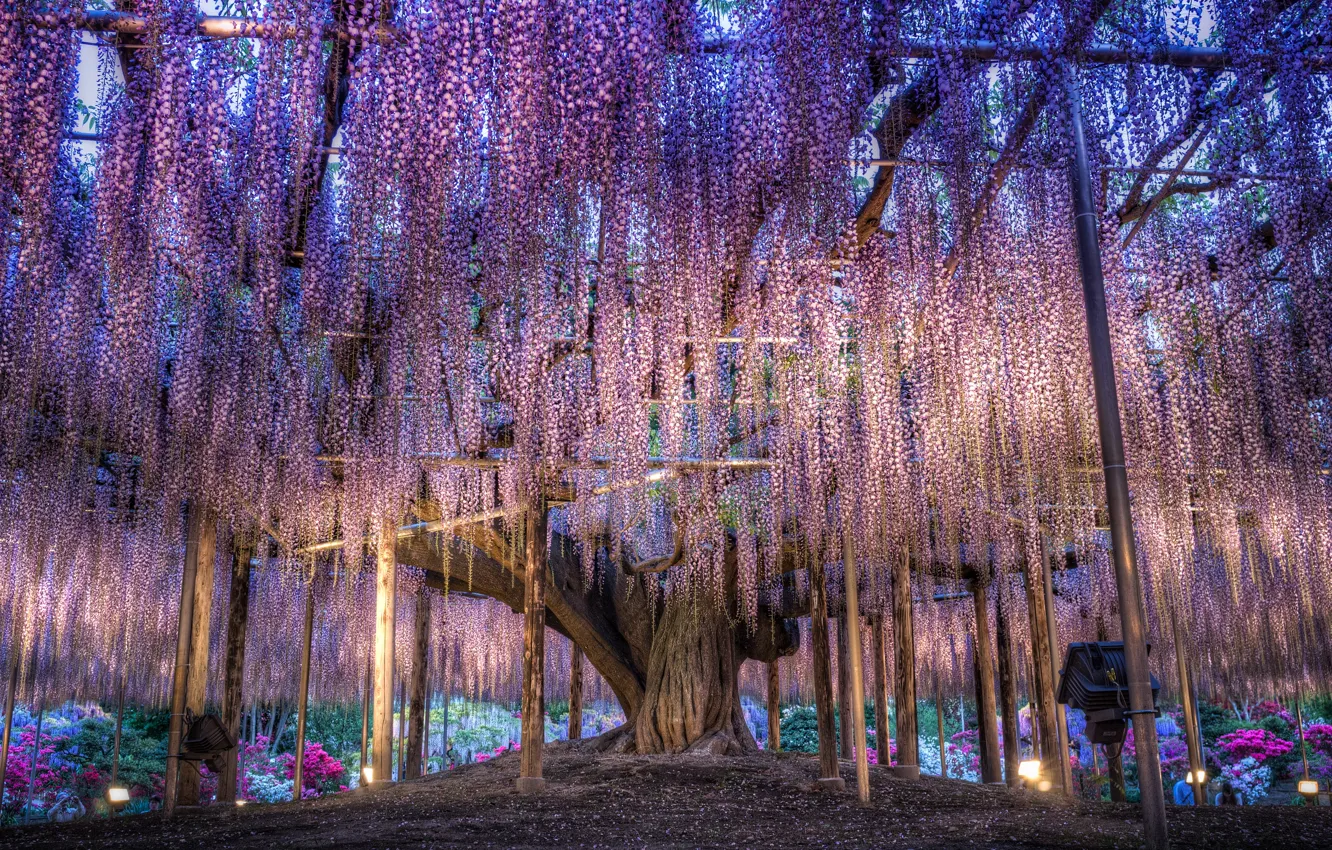 Photo wallpaper flowers, Japan, colorful, Wisteria, overhanging branches