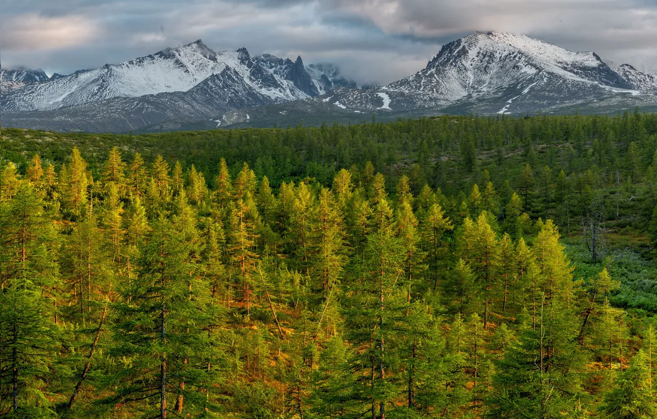 Photo wallpaper greens, forest, mountains, Kolyma