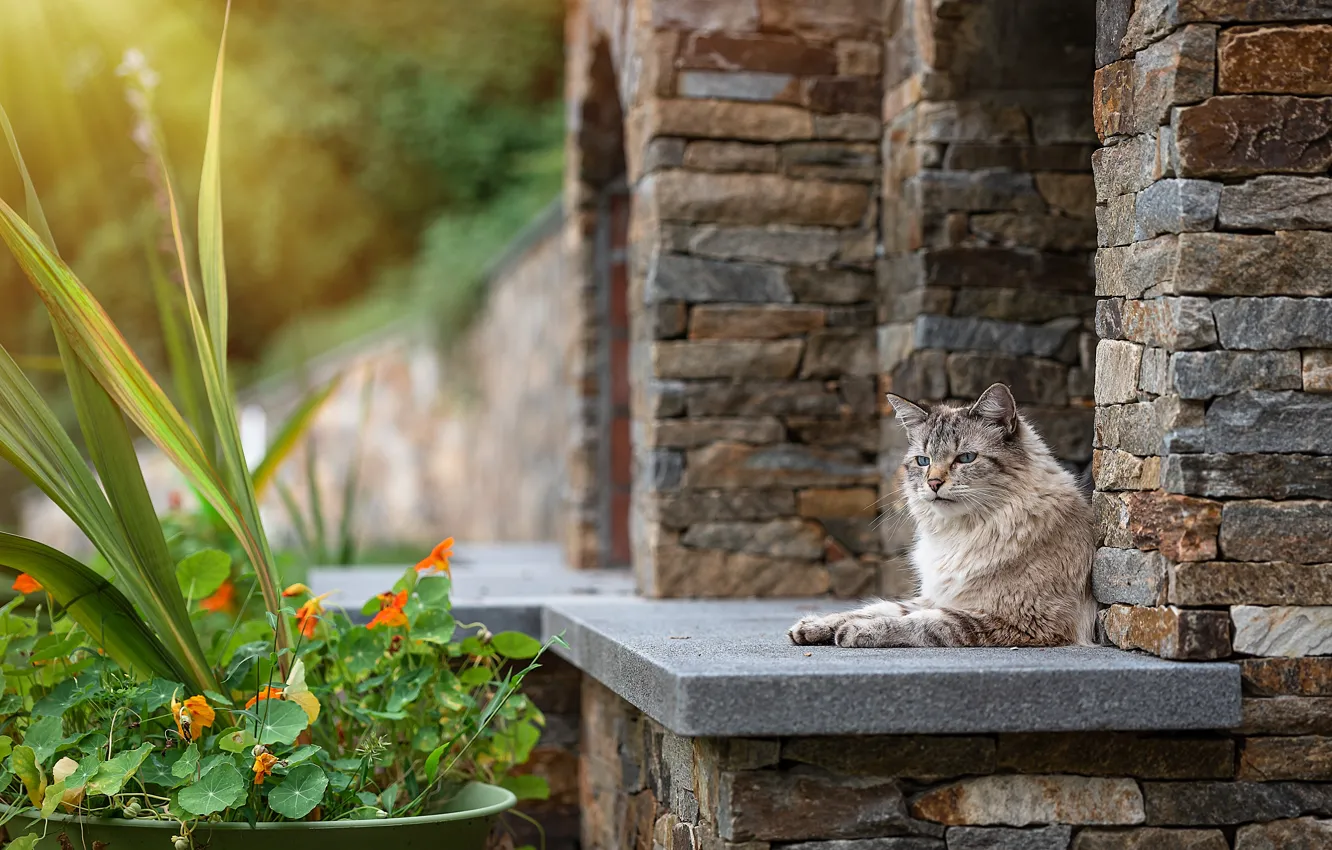Photo wallpaper cat, cat, house, bricks