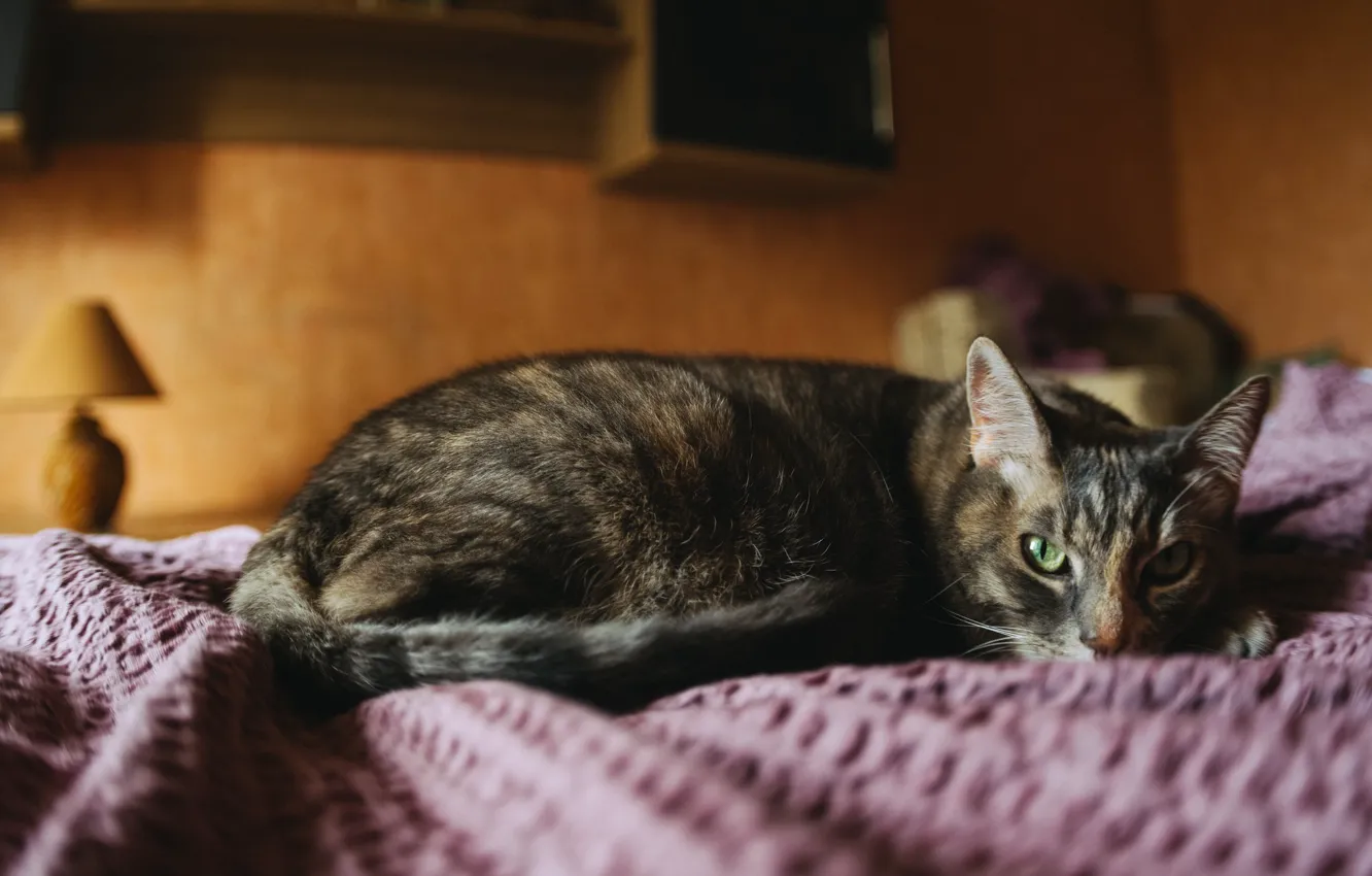 Photo wallpaper cat, cat, bed, lies
