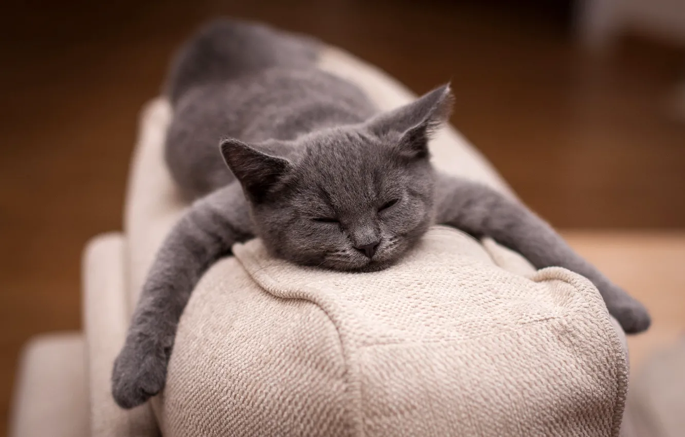 Photo wallpaper grey, sofa, paws, sleeping, lies, kitty
