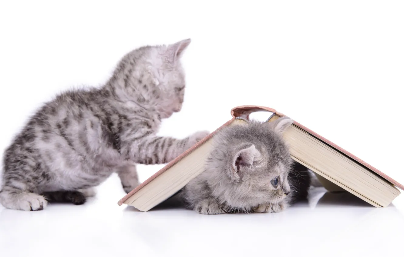 Photo wallpaper kittens, book, grey
