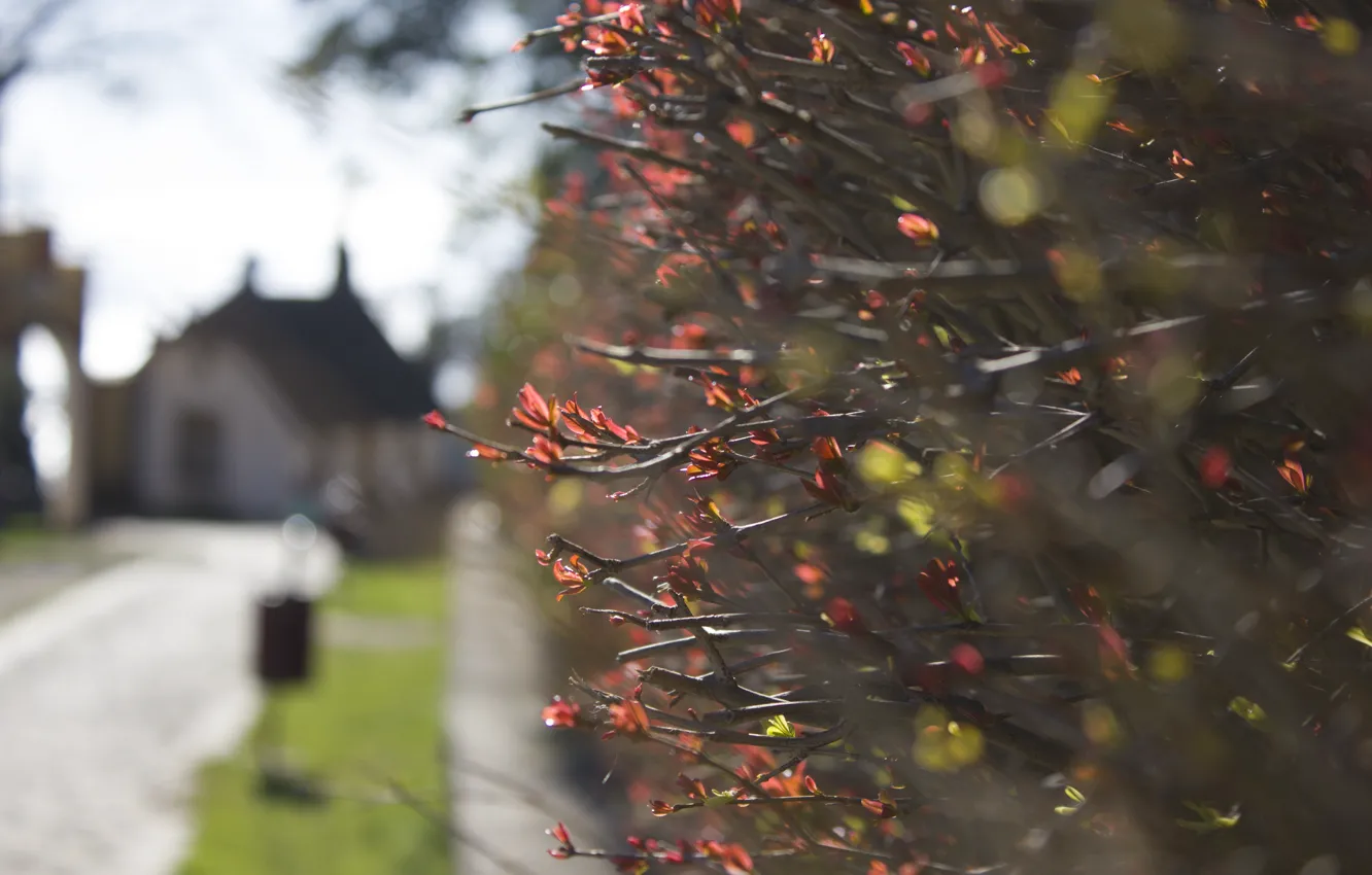 Photo wallpaper blur, the bushes, shrub, focus