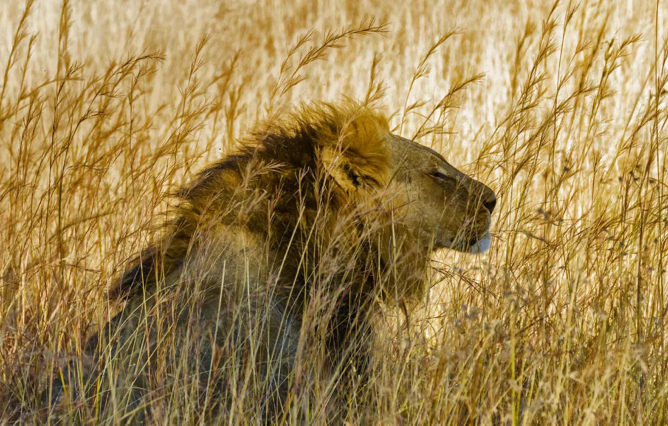 Photo wallpaper cat, grass, Leo, mane, Savannah, Africa, Hwange National Park, Zibabve