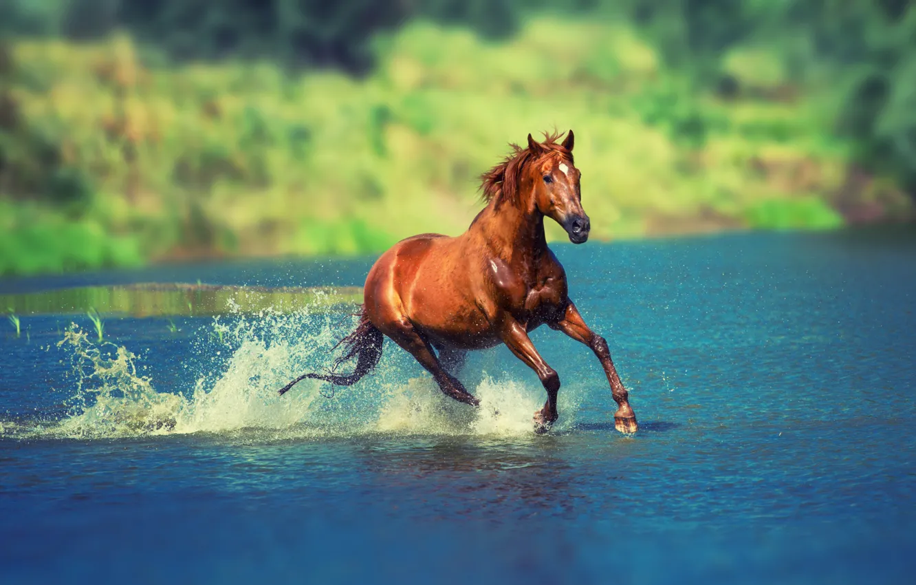 Photo wallpaper summer, water, the sun, squirt, nature, river, horse, horse