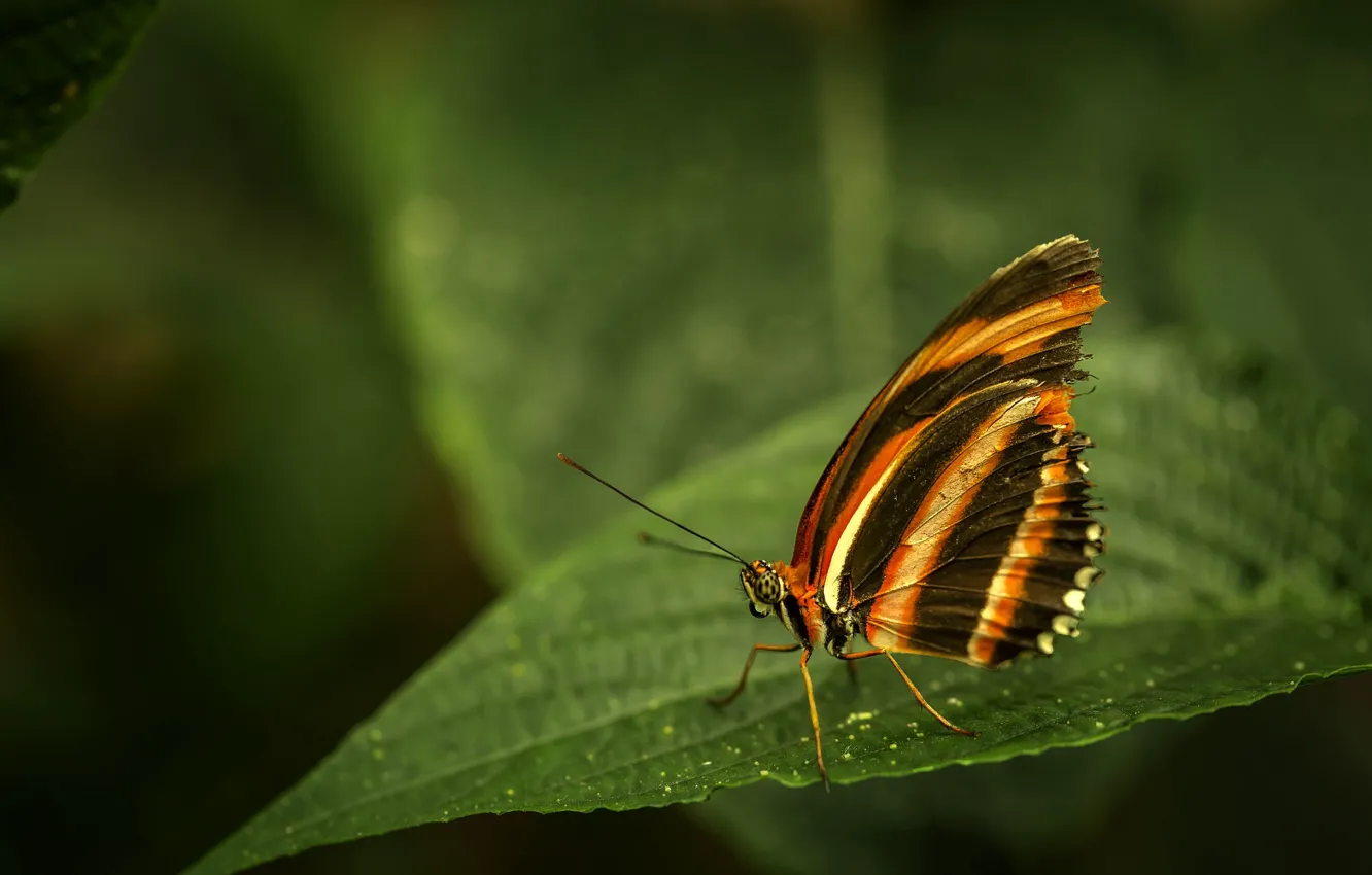 Photo wallpaper leaves, macro, strips, nature, pattern, butterfly, plant, insect