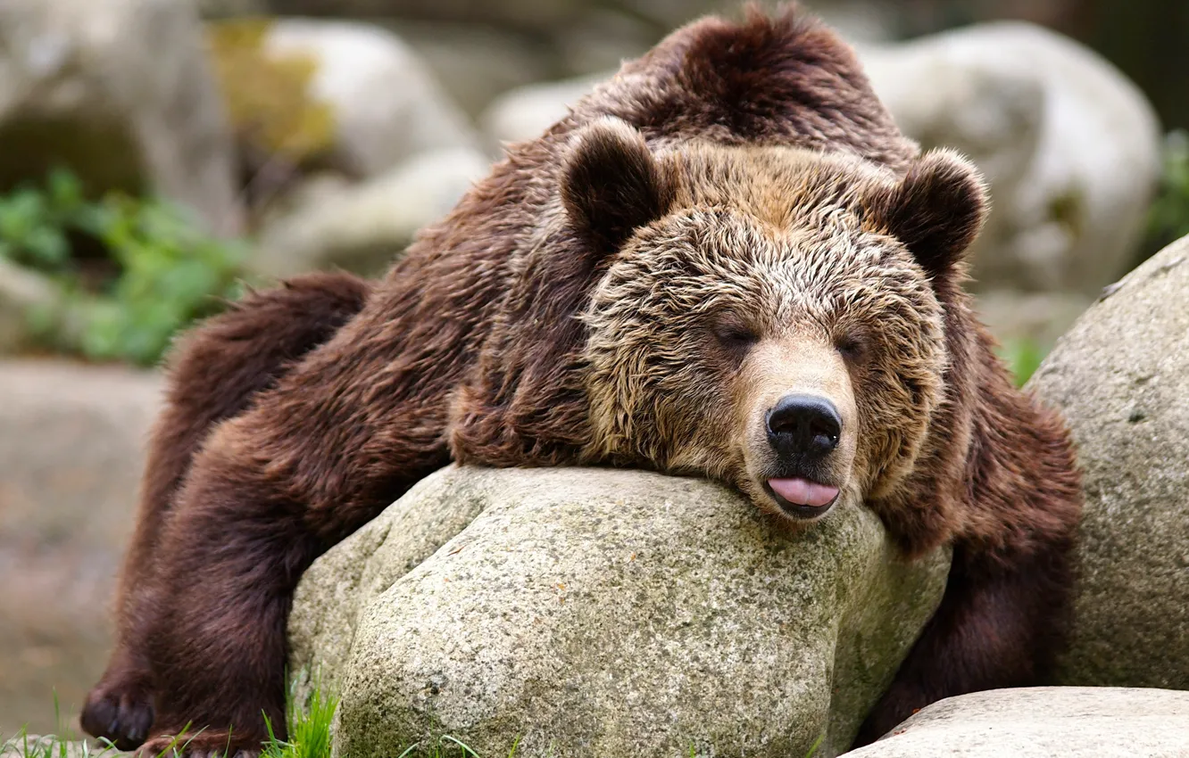 Photo wallpaper stones, relax, bear, the Bruins