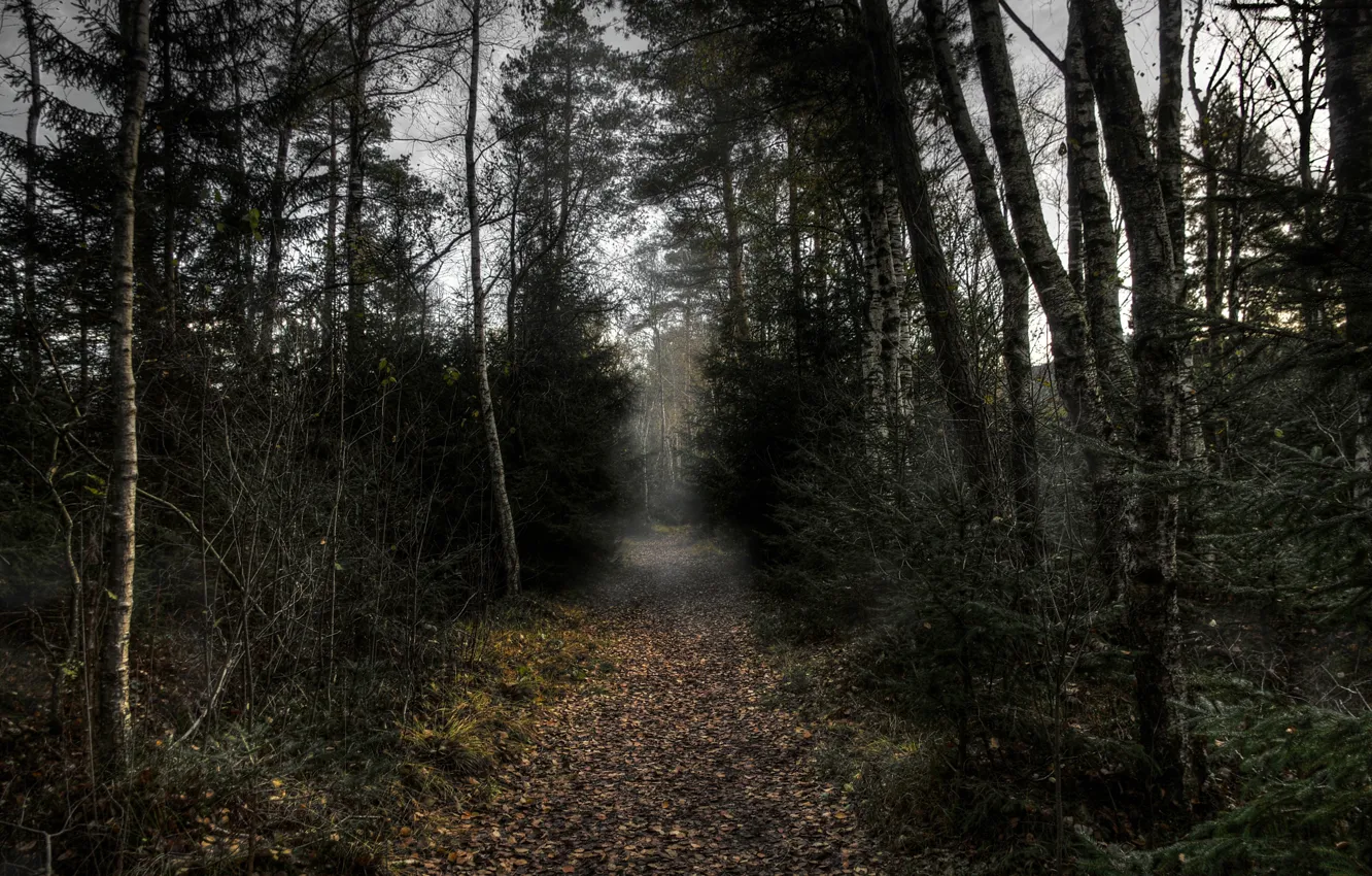 Photo wallpaper autumn, forest, trees, nature, the evening, dark, forest, grove