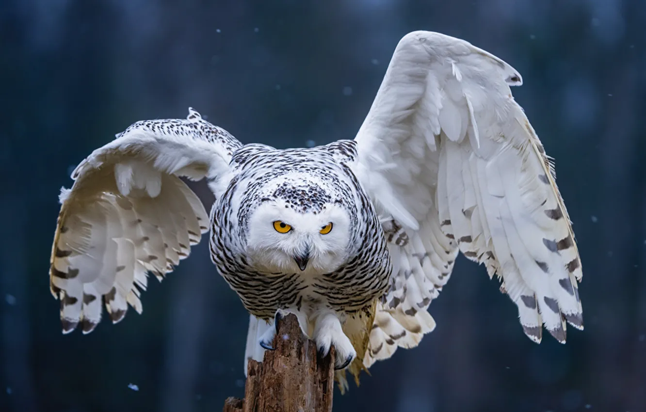 Photo wallpaper wings, birds, snowy, owl, Owls