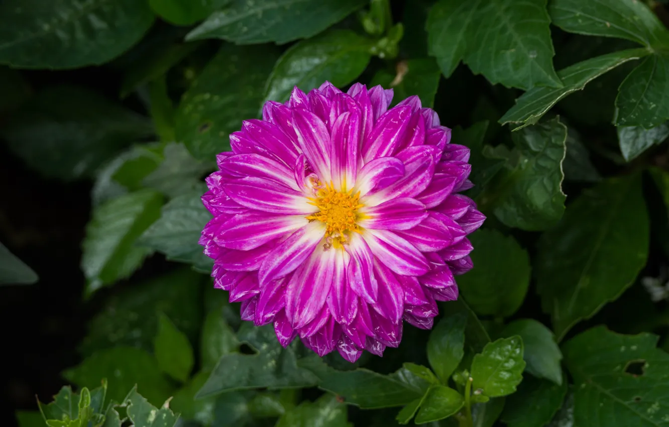 Photo wallpaper macro, macro, Pink flower, Pink flower
