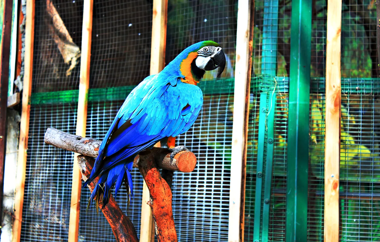Photo wallpaper color, parrot, beautiful