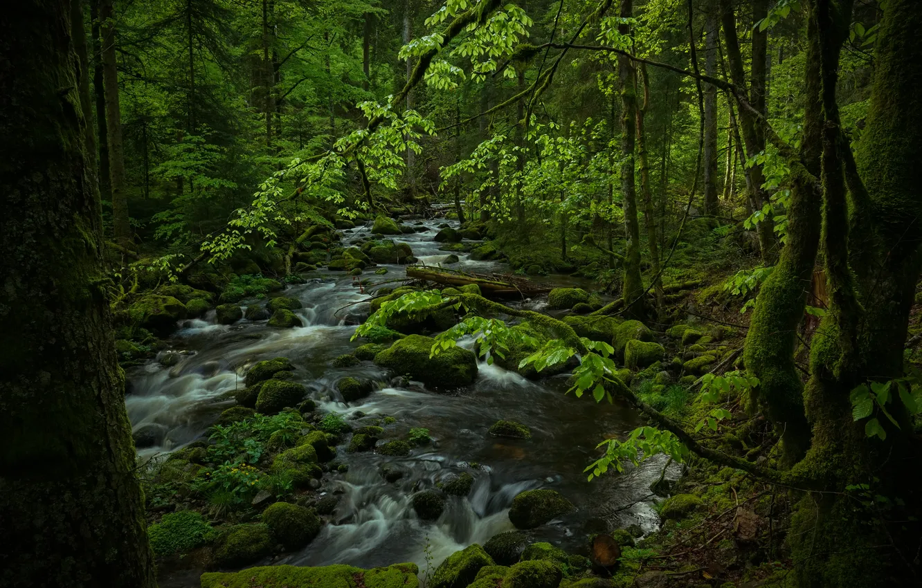 Photo wallpaper forest, nature, river, stream