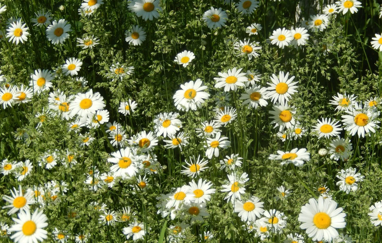 Photo wallpaper summer, grass, flowers, chamomile