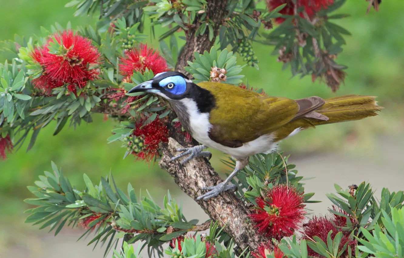 Photo wallpaper trees, flowers, branches, bird, Callistemon, Kaneuchi honeyeater