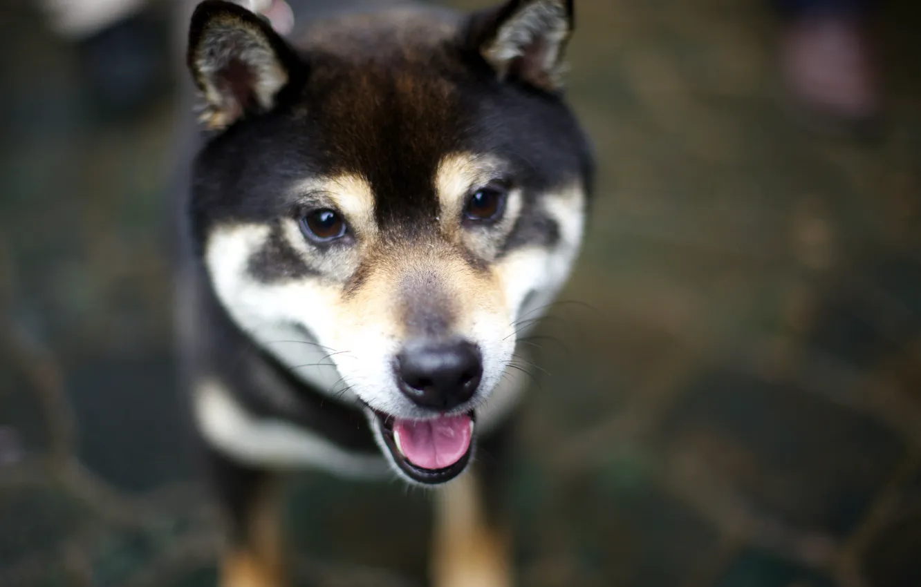 Photo wallpaper language, look, dog, dog, Shiba Inu