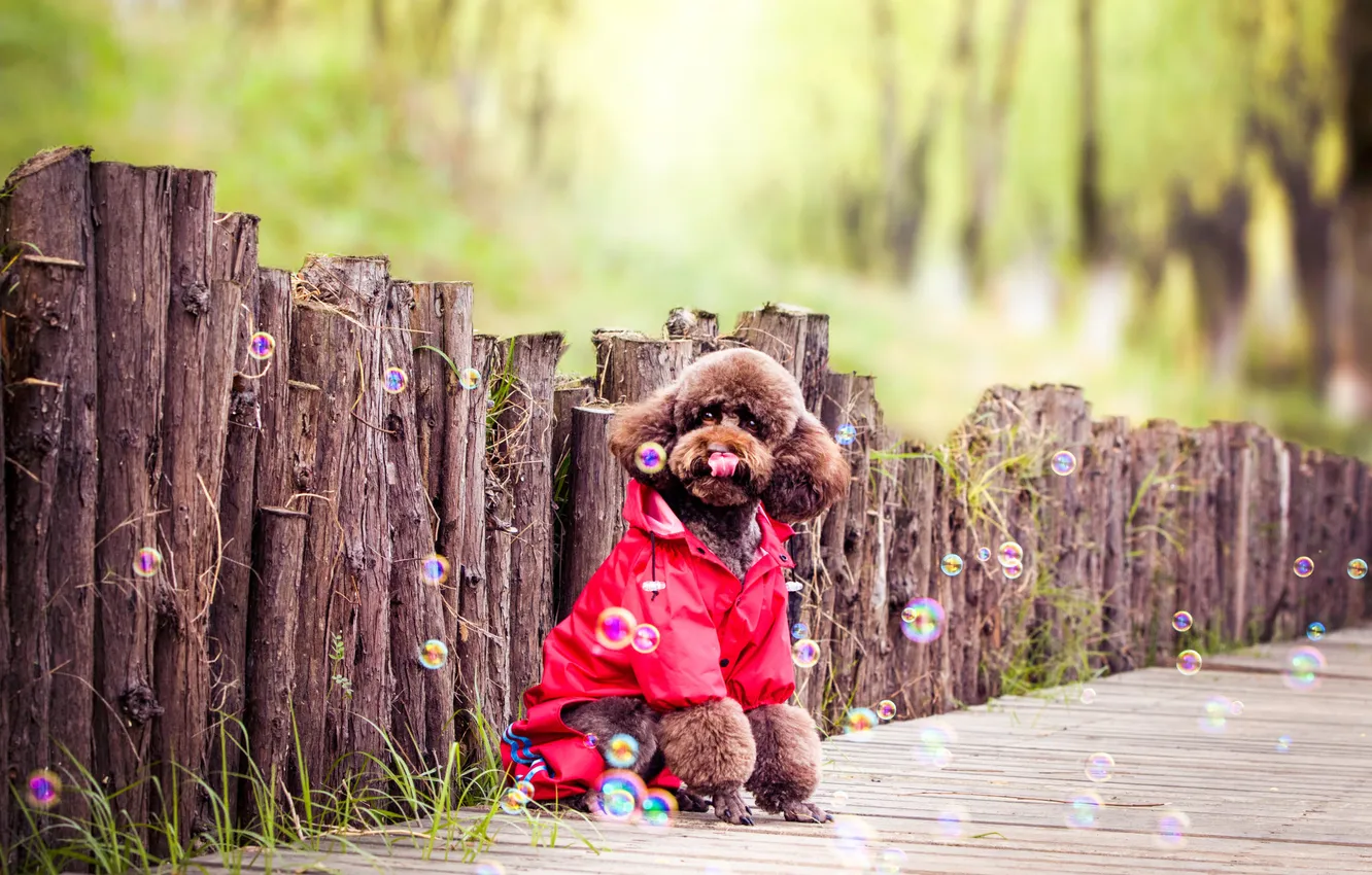 Photo wallpaper look, nature, pose, dog, face