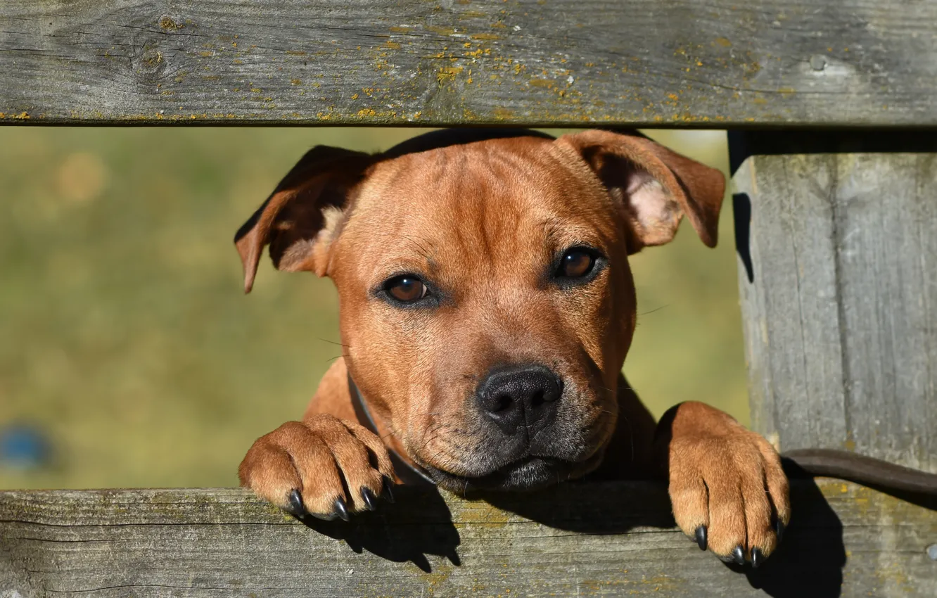 Photo wallpaper look, face, the fence, dog, Staffordshire bull Terrier