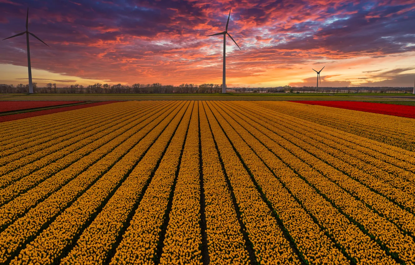 Photo wallpaper field, the sky, clouds, flowers, strip, view, spring, dal