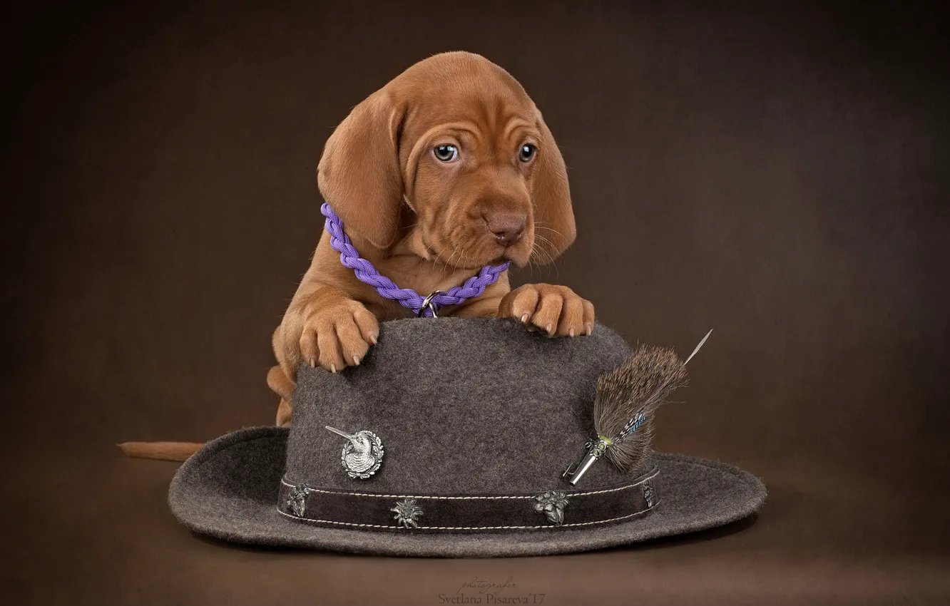 Photo wallpaper background, dog, hat, puppy, Marking the Hungarian