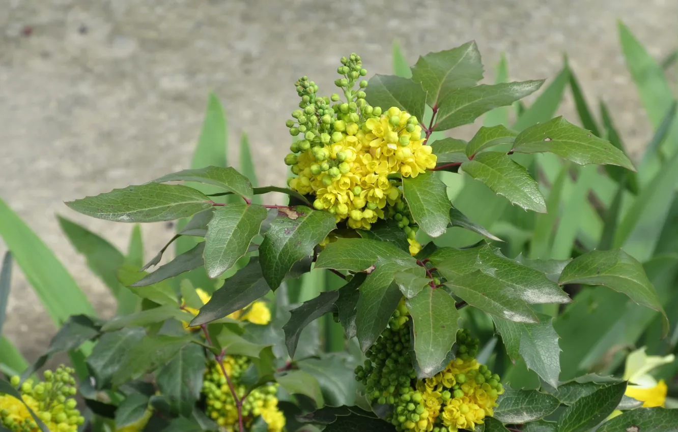 Photo wallpaper April, the bushes, yellow flowers, spring 2018, Mamala ©