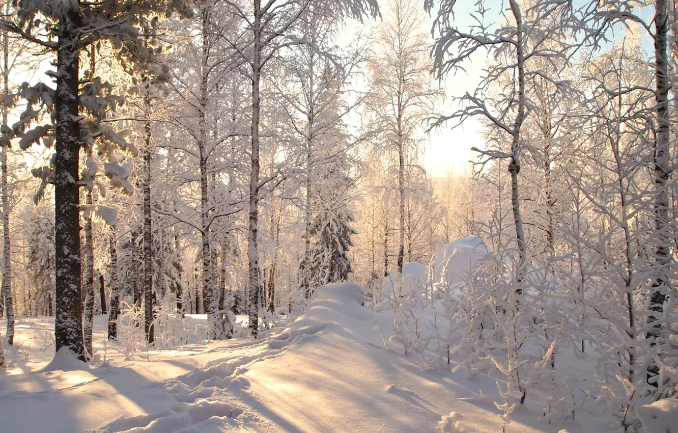 Photo wallpaper winter, forest, snow, trees