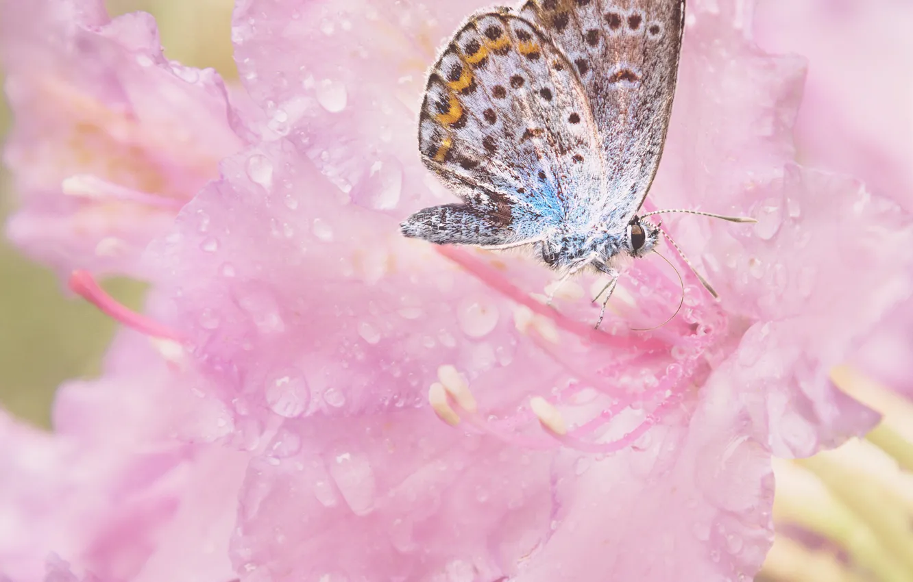 Photo wallpaper flowers, butterfly, pink
