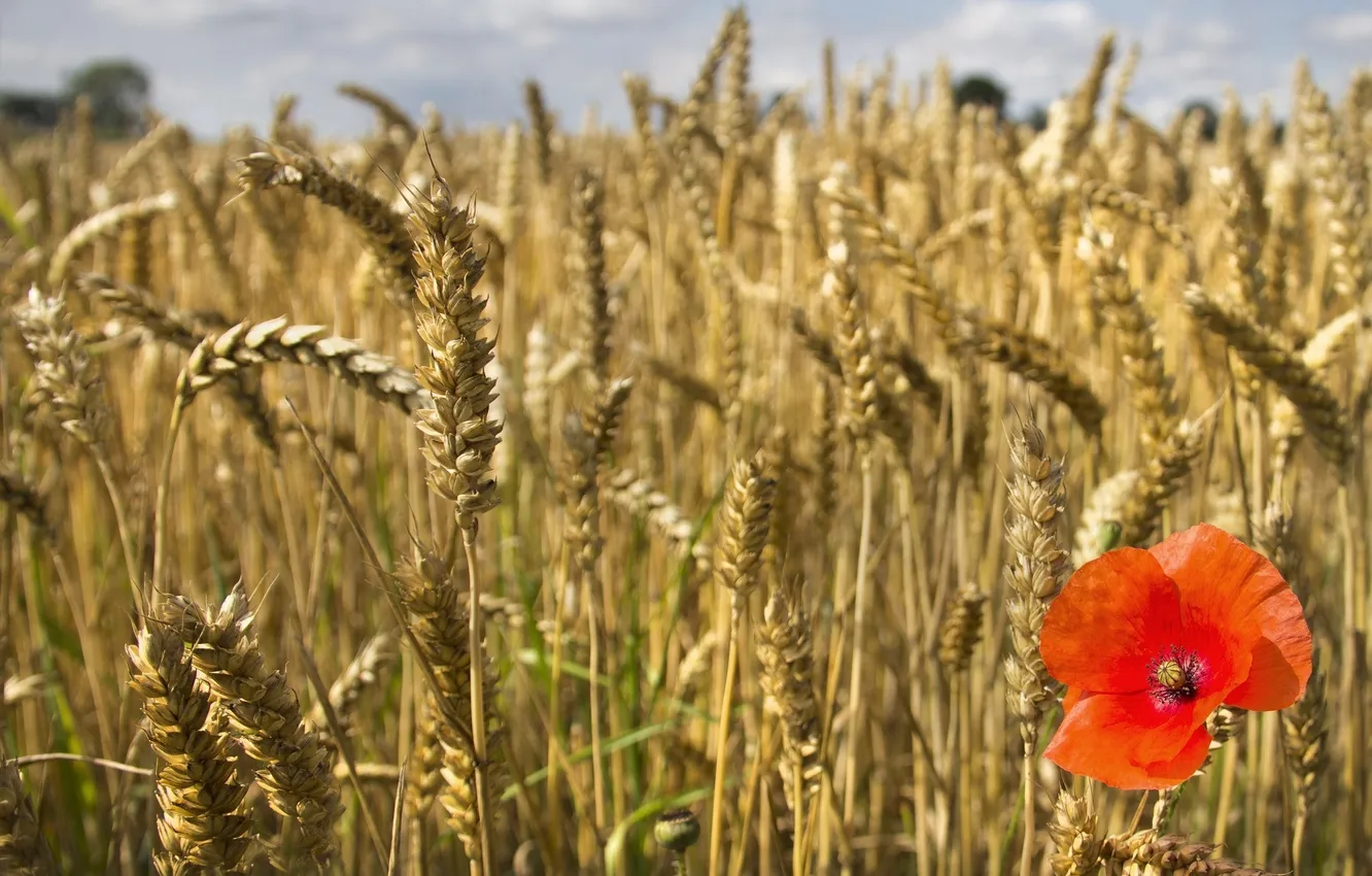 Photo wallpaper wheat, flowers, red, Mac, spikelets, ears