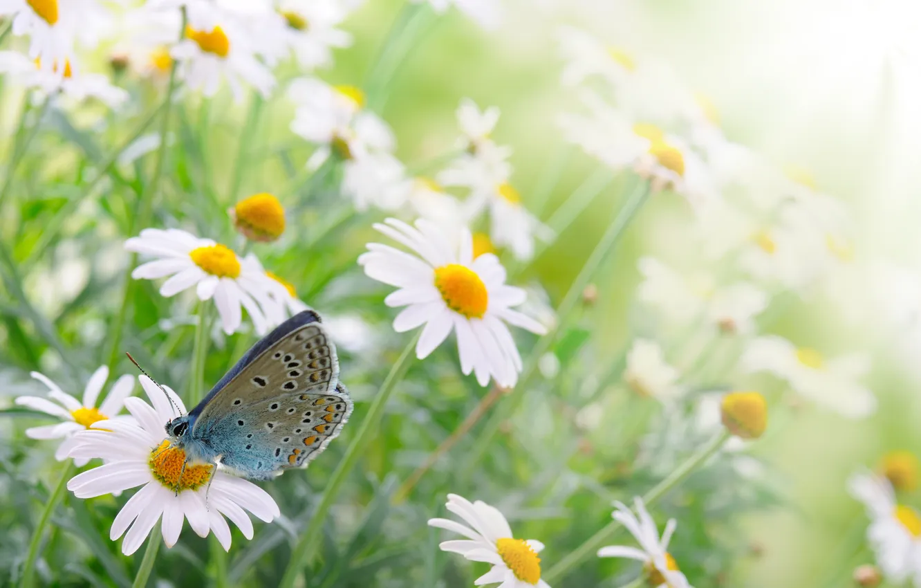Photo wallpaper grass, flowers, nature, spring
